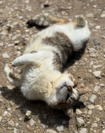 Котик.png